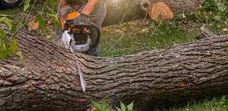 Best Lawn Pest Prevention  in Rochester Institute Of Technology, NY