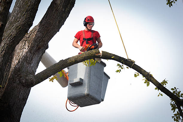 Best Tree and Shrub Care  in Rochester Institute Of Technology, NY
