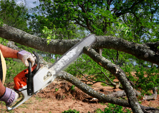 Best Utility Line Clearance  in Rochester Institute Of Technology, NY